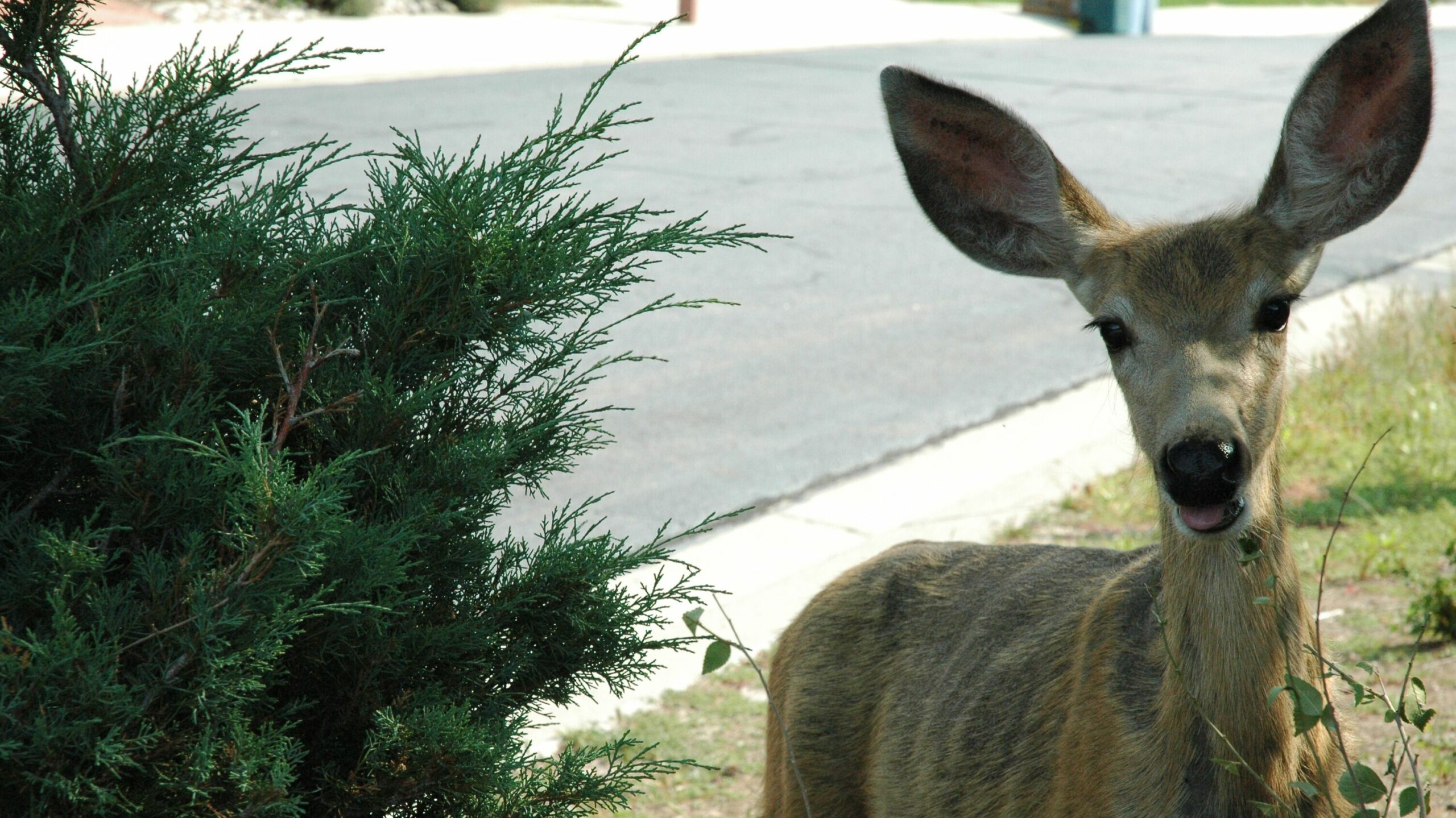 Confused look on the deer.